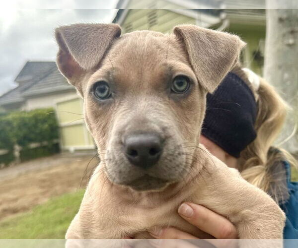 Medium Photo #3 Mutt Puppy For Sale in Dana Point, CA, USA