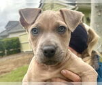 Small #2 Mutt