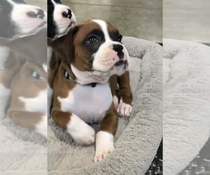 Boxer Puppy for Sale in APPLE CREEK, Ohio USA