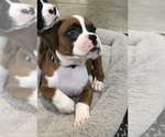 Image preview for Ad Listing. Nickname: Akc Sarge