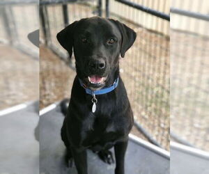 Medium Labrador Retriever