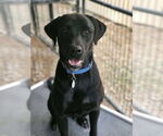 Small Labrador Retriever