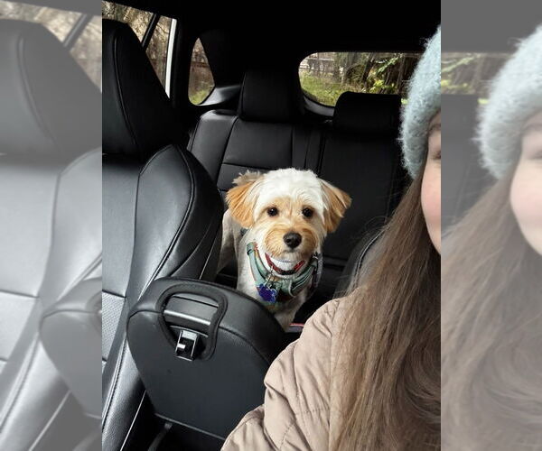 Medium Photo #4 Maltese-Unknown Mix Puppy For Sale in Bellevue, WA, USA