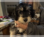Small #1 Mauxie