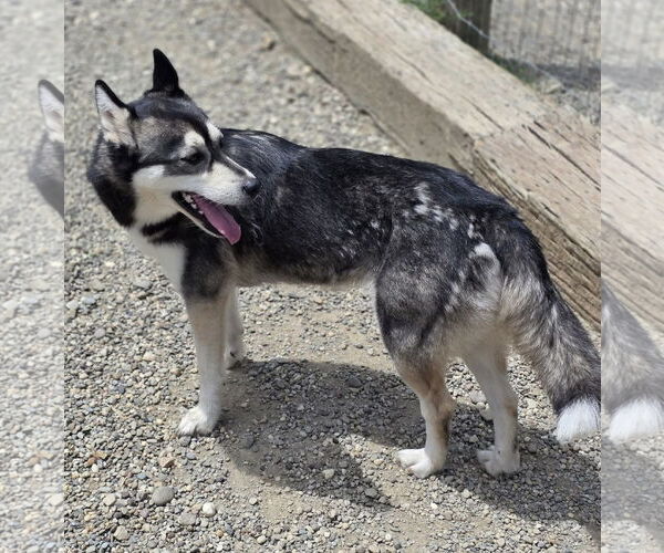 Medium Photo #2 Siberian Husky-Unknown Mix Puppy For Sale in Woodsfield, OH, USA