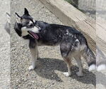 Small #1 Siberian Husky Mix