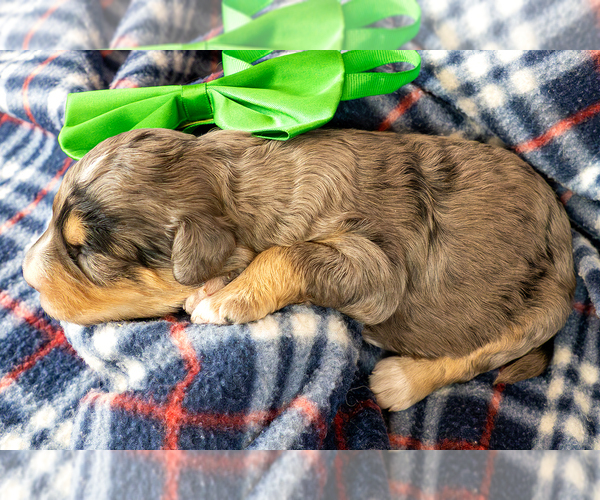 Medium Photo #2 Bernedoodle (Miniature) Puppy For Sale in ROY, UT, USA
