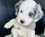 Puppy Lord Colin Sheepadoodle