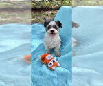 Small #10 Shih Tzu
