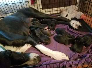 Great Dane-Unknown Mix Puppy for sale in RIESEL, TX, USA