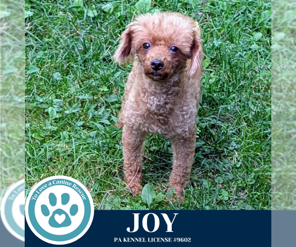 Medium Photo #7 Mutt Puppy For Sale in Kimberton, PA, USA