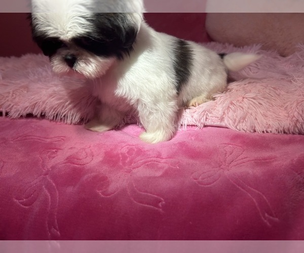 Medium Photo #14 Shih Tzu Puppy For Sale in VENETA, OR, USA
