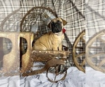 Small Photo #4 Bullmastiff Puppy For Sale in BELLVILLE, TX, USA