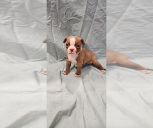 Boston Terrier Puppy for sale in SUMPTER TWP, MI, USA