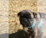Small Photo #13 Buggs Puppy For Sale in AFTON, WY, USA