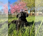 Small Photo #10 German Shepherd Dog-Goldendoodle Mix Puppy For Sale in CULPEPER, VA, USA