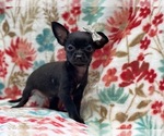 Small Photo #1 Chihuahua Puppy For Sale in LAKELAND, FL, USA