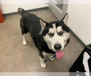 Alaskan Malamute-Unknown Mix Dogs for adoption in Berkeley , CA, USA