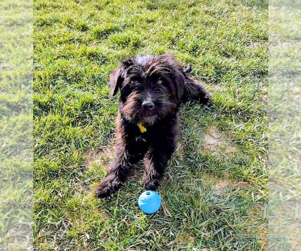 Medium Photo #7 Poodle (Standard)-Unknown Mix Puppy For Sale in Sandy, UT, USA