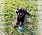 Small #6 Poodle (Standard) Mix
