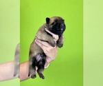 Small Photo #30 Belgian Malinois Puppy For Sale in S CHARLESTON, WV, USA