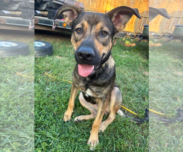 Medium Photo #1 German Shepherd Dog-Unknown Mix Puppy For Sale in Germantown, OH, USA