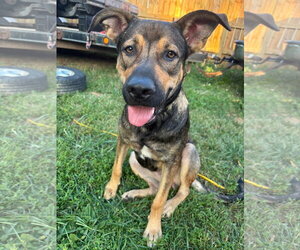 German Shepherd Dog-Unknown Mix Dogs for adoption in Germantown, OH, USA