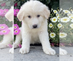 Great Pyrenees Puppy for sale in CANOGA, NY, USA
