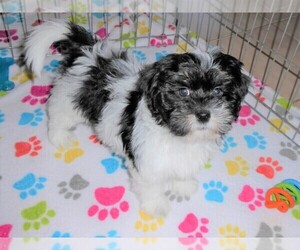 Lhasa Apso-Poodle (Toy) Mix Puppy for sale in ORO VALLEY, AZ, USA