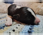 Small Photo #33 Border Collie Puppy For Sale in NORBORNE, MO, USA