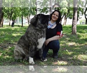 Mother of the Caucasian Shepherd Dog puppies born on 10/05/2020