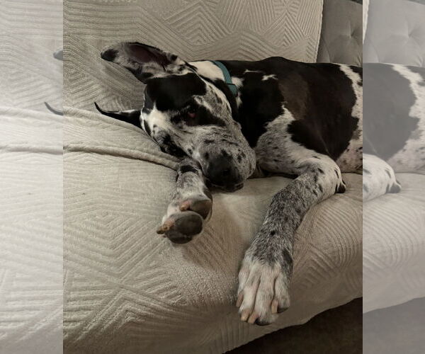 Medium Photo #1 Great Dane Puppy For Sale in Lakewood, CO, USA