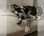 Small Great Dane