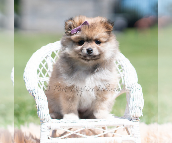 Medium Photo #59 Pomeranian Puppy For Sale in WARSAW, IN, USA