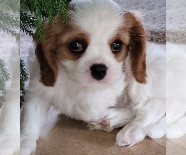 Medium Photo #9 Cavalier King Charles Spaniel Puppy For Sale in DOON, IA, USA