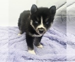 Image preview for Ad Listing. Nickname: Checkers