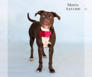 Labrador Retriever-Unknown Mix Dogs for adoption in Conroe, TX, USA
