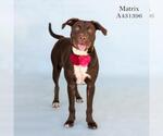 Small Labrador Retriever Mix