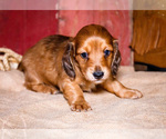 Small #21 Dachshund
