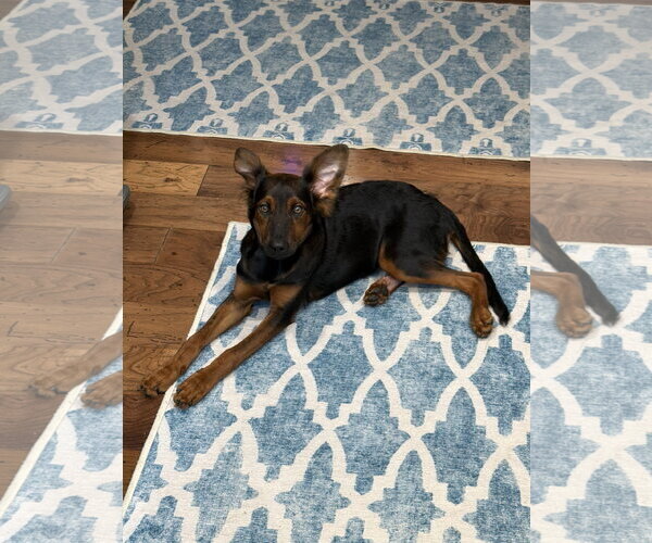 Medium Photo #1 Australian Shepherd-Doberman Pinscher Mix Puppy For Sale in Virginia Beach, VA, USA