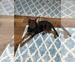 Small Australian Shepherd-Doberman Pinscher Mix
