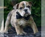 Small #2 Bulldog