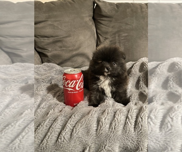 Medium Photo #9 Pomeranian Puppy For Sale in BAKERSFIELD, CA, USA