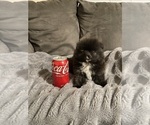 Small #8 Pomeranian