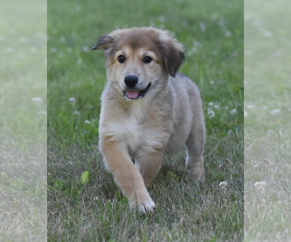 Medium Photo #3 Golden Retriever-Unknown Mix Puppy For Sale in Mechanicsburg, PA, USA