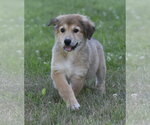 Small #2 Golden Retriever Mix