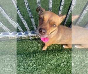 Chihuahua-Unknown Mix Dogs for adoption in Tempe , AZ, USA