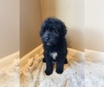 Small #4 Aussiedoodle