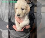 Small Photo #3 Labradoodle Puppy For Sale in MUNCY, PA, USA