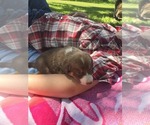 Small Photo #17 Border Collie Puppy For Sale in LEBANON, MO, USA